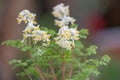 Pale corydalis, Pseudofumaria alba, yellow-white flowering plant